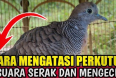 Tips Rahasia Pecinta Burung! 4 Cara Mengatasi Perkutut Bersuara Kecil agar Jadi Lantang dan Menggelegar