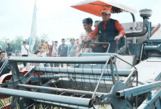 Panen Raya IP 200 di Banyuasin, Bupati Askolani Optimistis Hasil Capai 4 Ton