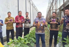 Kalapas Kayuagung Panen Perdana Terong Ungu, Perkuat Ketahanan Pangan Lewat Pembinaan Warga Binaan