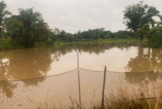 Belasan Hektar Sawah Terendam Banjir, Petani Tadah Hujan Terancam Gagal Panen