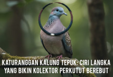 Katuranggan Kalung Tepuk, Ciri Langka yang Bikin Kolektor Perkutut Berebut