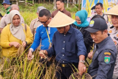 Panen Padi Gogo Perdana di Karya Mulia Bukti Komitmen Prabumulih Perkuat Ketahanan Pangan