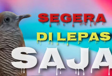 Burung Perkutut Dengan Kebiasan Ini Harap di Waspadai, Menurut Kepercayaan Turun-temurun Bawa Energi Negatif