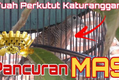 Mengenal Keistimewaan Perkutut Pancuran Mas, Burung Pengundang Rezeki Berlimpah