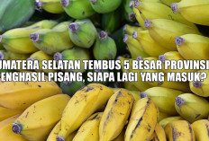Sumatera Selatan Tembus Top 5 Penghasil Pisang di Indonesia, Ini Daftar Provinsi Lainnya!