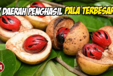 Rempah Nusantara! Inilah 7 Daerah Penghasil Pala Terbesar di Indonesia