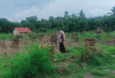 Bukan Sekadar Wacana! Patikal Baru Siap Jadi Penghasil Buah Terbesar di Kikim Timur