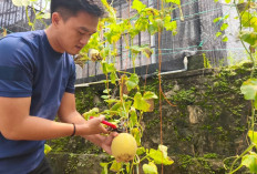 Dukung Ketahanan Pangan, Rutan Baturaja Sukses Panen Buah Melon 