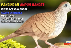 Pancingan Jitu! Suara Perkutut Lokal Gacor untuk Memancing Semua Perkutut Agar Cepat Bunyi 