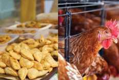 Ada Ayam Pramuka di Tradisi Hajatan Basemah?