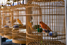 Mengenal 5 Jenis Sangkar Burung Perkutut yang Paling Populer, Dari Klasik hingga Modern! 