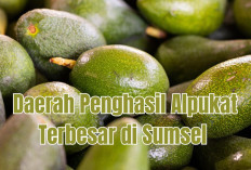 Cek Data! Inilah 4 Daerah Penghasil Alpukat Terbesar di Sumsel Berdasarkan BPS