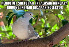 Perkutut Sri Lurah, Inilah Alasan Mengapa Burung Ini Jadi Incaran Kolektor