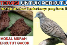 6 Manfaat Terasi untuk Perkutut Kalung Tepung, Rahasia Stamina dan Kicauan Merdu!