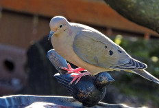 Daftar Buah yang Aman dan Menyehatkan untuk Burung Perkutut Peliharaan Kamu!