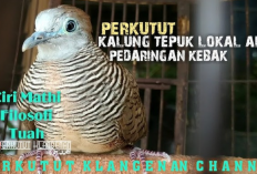 Mengenal Perkutut Kalung Tepung Pembawa Berkah, Ini Ciri, Filosofi, Tuah, dan Mitosnya