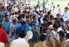 Panen Raya di Desa Sumbersuko Jaya Belitang Diduga Dikemas untuk Kampanye Pasangan Petahana 