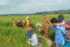 GERCEP! Dinas TPHP Lahat Kendalikan OPT Tikus di Areal Persawahan dengan Jurus Jitu Ini