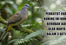 Bikin Merinding! Perkutut Ekor Kuning Ini Konon Berubah Jadi Ular Hanya dalam 3 Detik, Perhatikan Cirinya
