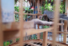 Penyebab Perkutut Mati Mendadak dalam Sangkar, Ternyata Karena Hal Ini