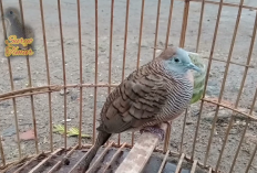 Tuah Perkutut Bolosewu: Penangkal Santet dan Pelindung dari Marabahaya