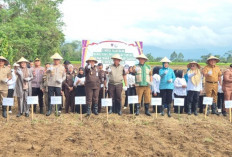 Ketahanan Pangan di Pagar Alam, Kajati Sumsel Tanam Jagung Bersama Kelompok Tani