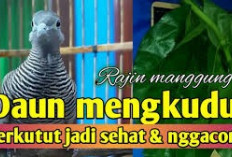 Tak Perlu Suplemen Mahal, Ini Rahasia Herbal Daun Mengkudu untuk Suara Perkutut Lantang Maksimal