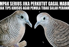 Dampak Serius Jika Perkutut Gagal Mabung, Simak Tips Khusus agar Pemula Tidak Salah Perawatan