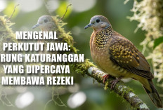 Mengenal Perkutut Jawa, Burung Katuranggan yang Dipercaya Membawa Rezeki