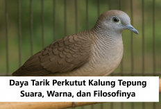 Daya Tarik Perkutut Kalung Tepung, Suara, Warna, dan Filosofinya