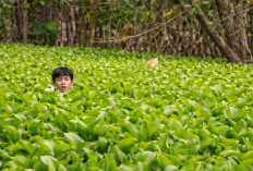 BIKIN NGAKAK! Pelaku Jambret Nekat Nyemplung ke Rawa, Sembunyi di Eceng Gondok Demi Kabur dari Warga