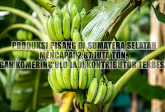 Produksi Pisang di Sumatera Selatan Mencapai 2,87 Juta Ton, Ogan Komering Ulu Jadi Kontributor Terbesar