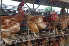 Musim Hajatan, Ayam Pramuka Laris Manis Usai Lebaran