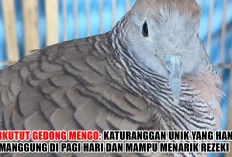 Perkutut Gedong Mengo: Katuranggan Unik yang Hanya Manggung di Pagi Hari dan Mampu Menarik Rezeki