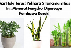 Biar Hoki Terus! Pelihara 5 Tanaman Hias Ini, Menurut Fengshui Dipercaya Pembawa Rezeki