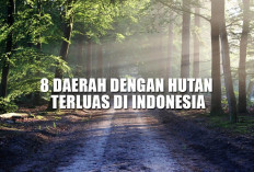 Papua Masih Unggul! Ini 8 Daerah dengan Hutan Terluas di Indonesia, Apakah Sumsel Termasuk?