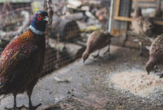 Anti Gagal! 5 Tips Ternak Burung Perkutut untuk Pemula yang Bikin Berhasil, Dijamin Bertelur Lebih Cepat!