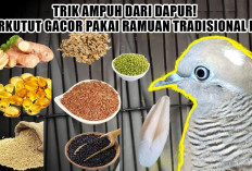 Trik Ampuh dari Dapur! Perkutut Gacor Pakai Ramuan Tradisional Ini