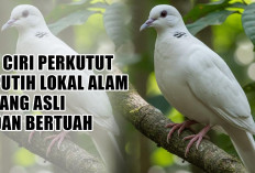 Jangan Salah Pilih! Ini 7 Ciri Perkutut Putih Lokal Alam yang Asli dan Bertuah
