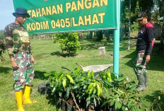 Puluhan Bibit Buahan Siap Ditanam di Lokasi TMMD ke-122 Kodim Lahat, Ini Kata Koordinator