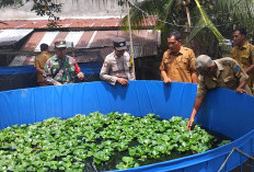 LUAR BIASA! Pemdes Tanjung Beringin Lahat Alokasikan 20 Persen Buat Ketahanan Pangan, Ini Buktinya 