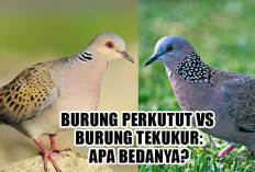 Serupa Tapi Tak Sama! Inilah Bedanya Perkutut dan Tekukur yang Sekilas Mirip Tapi Aslinya Jauh Berbeda