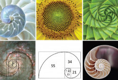 Pernah Dengar Bilangan Fibonacci? Pencinta Matematika Pasti Paham