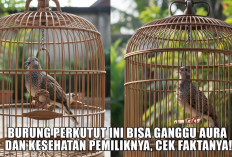 Burung Perkutut Ini Bisa Ganggu Aura dan Kesehatan Pemiliknya, Cek Faktanya!