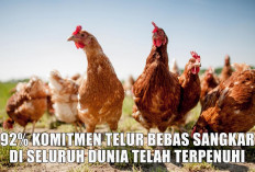 Cek Faktanya Hanya di Sini! 92 Persen Komitmen Telur Bebas Sangkar di Seluruh Dunia Telah Terpenuhi