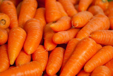 4 Daerah Ini Rajanya Wortel di Sumatera Selatan, Cek Datanya!