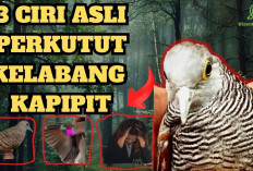 Burung Perkutut yang Harus Dihindari Anak Muda, Konon Bisa Picu Kesulitan Hidup