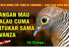 Aura Gaib Burung Perkutut Bertuah dengan Mata Kuning, Disebut Sebagai Simbol Ksatria dan Cahaya Keluhuran