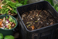 Ternyata Begini Cara Membuat Kompos dari Sampah Dapur, Jangan Dibuang!
