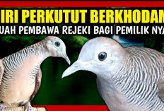 Bukan Sembarang Burung! 4 Cara Mengetahui Perkutut Berkhodam Menurut Kepercayaan Jawa Kuno